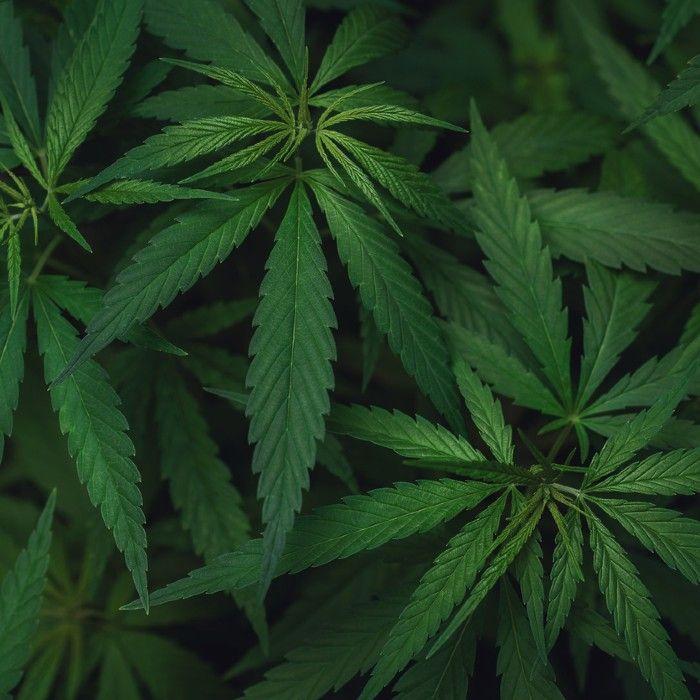 cannabis trading